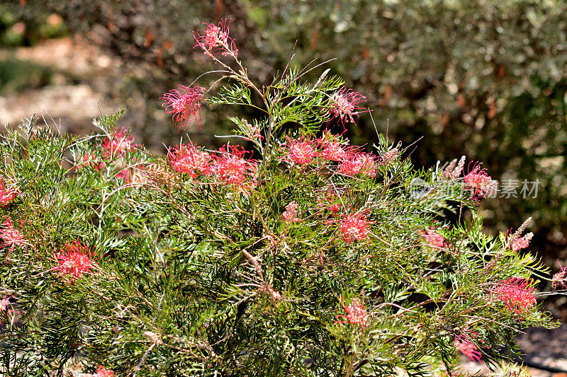 Grevillea Banksii /红色丝滑橡木花